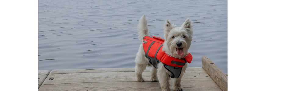 Keep Your Furry Friend Safe on the Water with a Dog Life Jacket